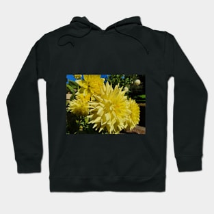 Yellow Dahlias Hoodie